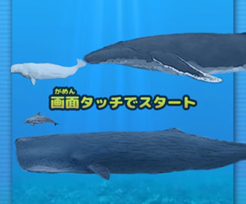 ダンダラカマイルカって何 人気種からレア物まで揃う 世界のクジラとイルカ図鑑 Isuta イスタ 私の 好き にウソをつかない