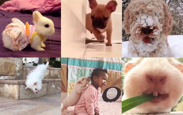 Instagram 可愛い動きの動物たちに思わず癒される Isuta イスタ 私の 好き にウソをつかない