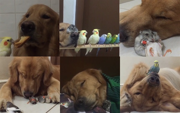 Instagram 犬とインコとハムスターの動画が究極に和む Isuta イスタ おしゃれ かわいい しあわせ