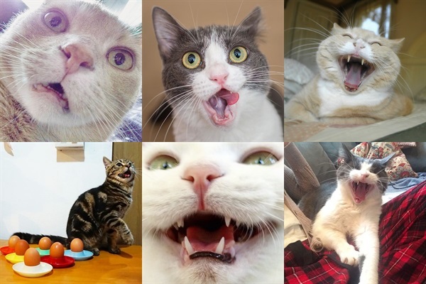 Instagram 猫の口が開いた瞬間 Catswiththeirmouthopen が可愛くて面白い Isuta イスタ おしゃれ かわいい しあわせ