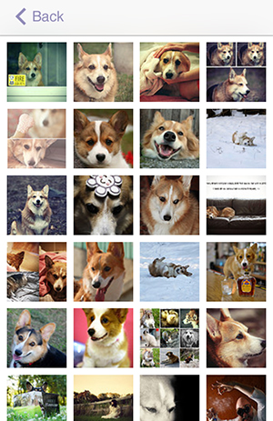 画面ぎっしりに犬 わかりやすい系統図でみる犬の家系図アプリ 犬図鑑 が楽しい Isuta イスタ おしゃれ かわいい しあわせ