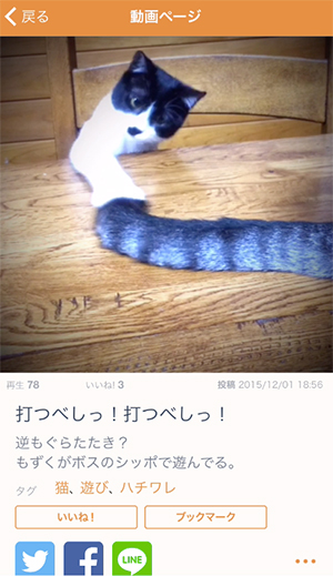 ひたすら犬猫の10秒動画を見まくれるアプリ Mofur の癒やし効果がすごい Isuta イスタ おしゃれ かわいい しあわせ