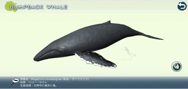世界中のクジラを探して写真に収めるエンタメアプリ リアルホエール が超面白い Isuta イスタ 私の 好き にウソをつかない