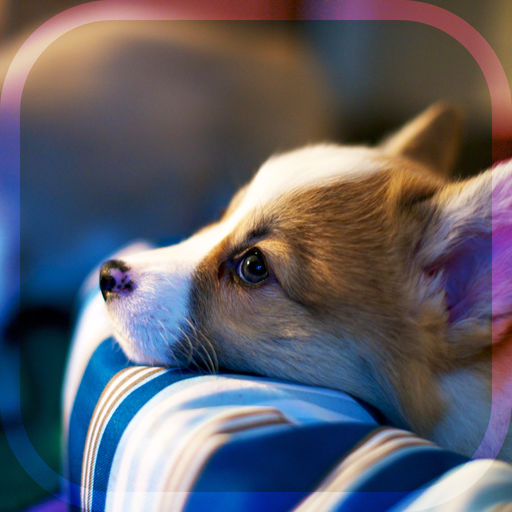 癒される ひたすら子犬が可愛い放置系育成ゲーム 幸せの犬育成ゲーム3d Isuta イスタ おしゃれ かわいい しあわせ