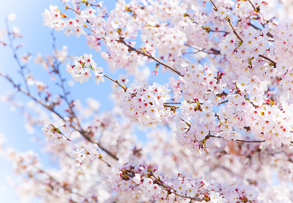 試してみて Iphoneの標準カメラアプリを使って桜を綺麗に撮る方法5つ Isuta イスタ おしゃれ かわいい しあわせ