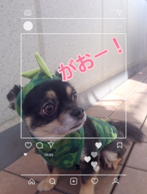 Dlは7月31日まで Line Camera に流行りのインスタ風加工が簡単にできちゃう期間限定のフレームが登場 Isuta イスタ おしゃれ かわいい しあわせ