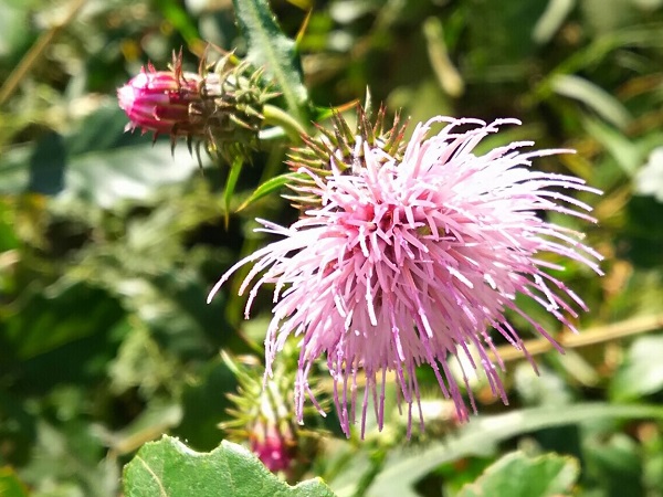 この花の名前は をすぐ解決 植物を撮影するだけで一瞬で識別してくれるアプリが楽しい Isuta イスタ 私の 好き にウソをつかない