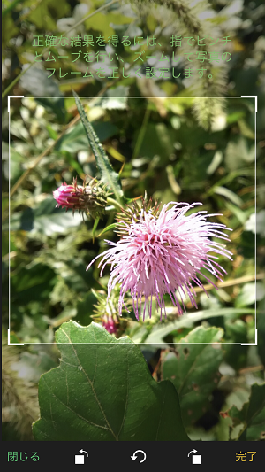 この花の名前は をすぐ解決 植物を撮影するだけで一瞬で識別してくれるアプリが楽しい Isuta イスタ 私の 好き にウソをつかない