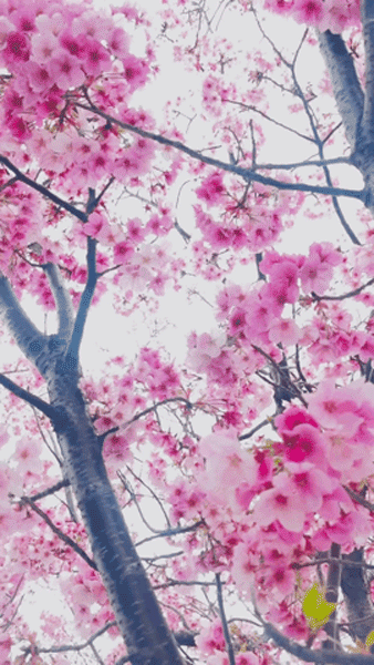 iPhoneカメラの『スロー』で撮影した桜の動画