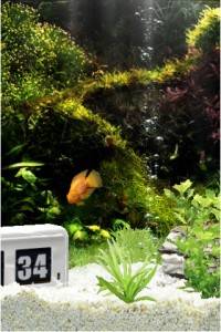 Iquarium Free 本物みたいにキレイな水槽で金魚を育てよう 金魚飼育アプリのご紹介 Isuta イスタ 私の 好き にウソをつかない