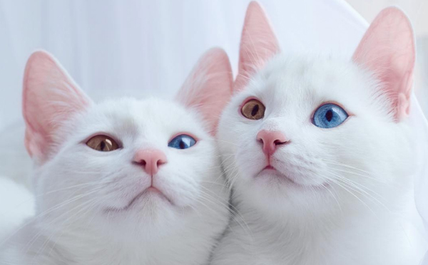 猫界のモデル姉妹 左右の目の色が違う双子のにゃんこが美しすぎる ガジェット通信 Getnews