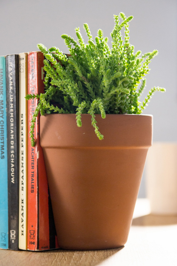 Plant Pot Living Bookends