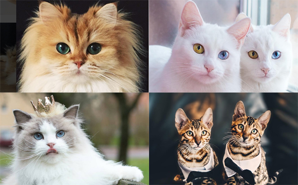 猫好き必見！インスタグラムで人気の「美しすぎるニャンコ」7選