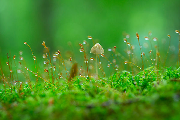 【奥入瀬】苔の世界