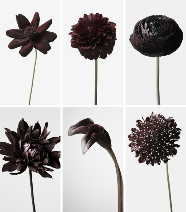 ミステリアスでかっこいい 黒い花 だけを扱う会員制のお花屋さんが会員の募集をスタート Isuta イスタ 私の 好き にウソをつかない