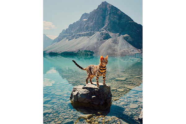 猫も景色も美しすぎる カナダの大自然を旅するベンガル猫の写真がインスタで大人気 Isuta イスタ 私の 好き にウソをつかない