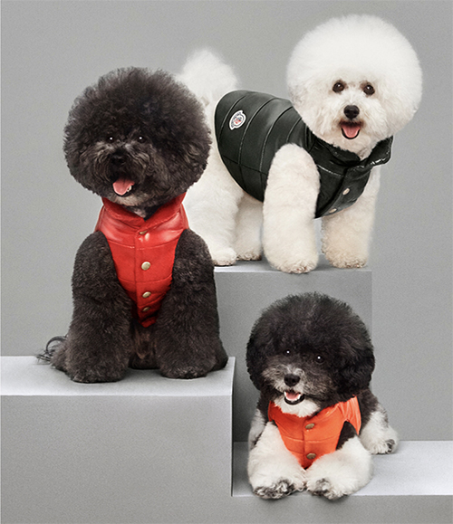 MONCLER 犬用 ダウンベスト www.krzysztofbialy.com