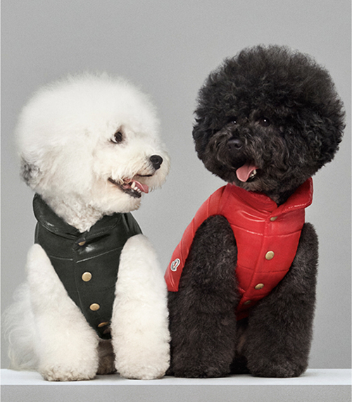 激安価格の POLDO 【MONCLER】 犬用ダウン - 犬 モンクレールがドッグ ...