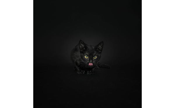 ミステリアスでかっこいい 黒猫の魅力がたっぷりつまった写真シリーズ Isuta イスタ 私の 好き にウソをつかない