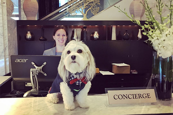 犬好きにはたまらない ルームサービスでワンちゃんを オーダー できるサンフランシスコのホテル Isuta イスタ おしゃれ かわいい しあわせ