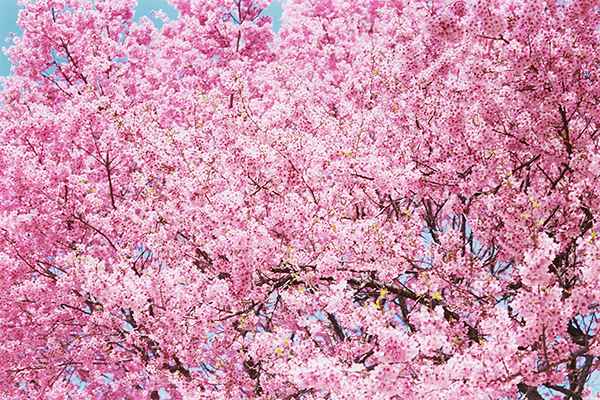 蜷川実花の写真集「蜷川実花 虚構と現実の間に」が発売！全国を巡回する展覧会も熊本からスタート