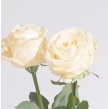 「ジルスチュアート」から花の香りに包まれたライフスタイルブランドが誕生♡第1号店はルミネエストに！