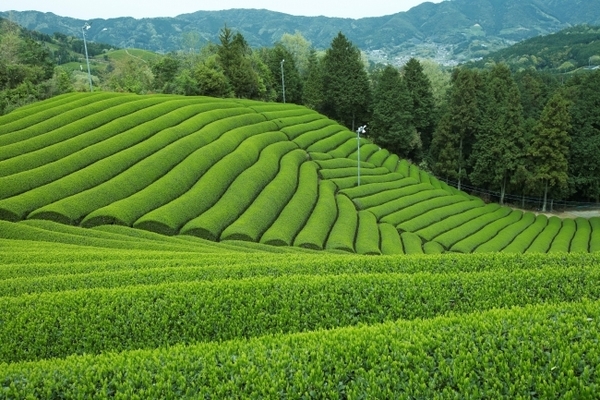 お茶の恵みたっぷり♡京都の宇治茶カフェ「茶の木」に茶畑をイメージしたモンブランがお目見え！