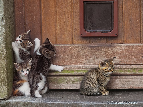 ねこ好き集合！動物写真家・岩合光昭の写真展「こねこ」が8月2日（金）から美術館「えき」KYOTOにて開催♩