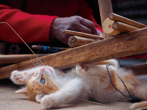 ねこ好き集合！動物写真家・岩合光昭の写真展「こねこ」が8月2日（金）から美術館「えき」KYOTOにて開催♩