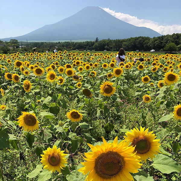 【まだ間に合う】いま訪れたい日本全国のお花畑をピックアップ。花畑×富士山の絶景スポットも