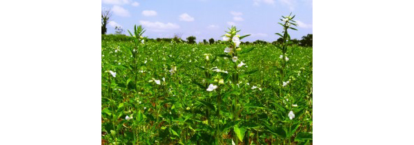 植物由来の“⽣きた酵素”に着⽬。セサミオイルをベースとしたスキンケアブランド 「soel（ソエル）」が気になる