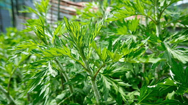 暑い日やリフレッシュしたい時にぴったりかも。岐阜の天然水×薬草をブレンドしたクラフトウォーターが誕生