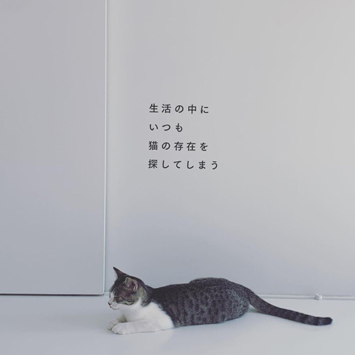 猫のいる喫茶店 アート 今までにない猫カフェ 保護猫喫茶 Necoma が気になるんです ガジェット通信 Getnews