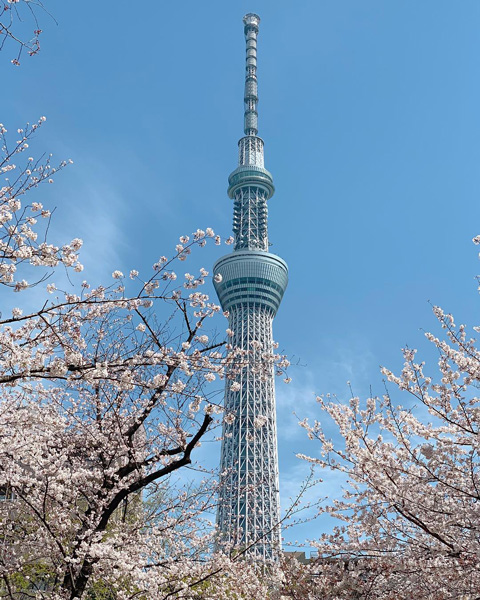 桜と東京スカイツリーのコラボが美しい「隅田公園」