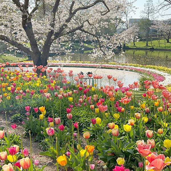 静岡・浜松市にある「はままつフラワーパーク」内の「桜とチューリップの庭園」