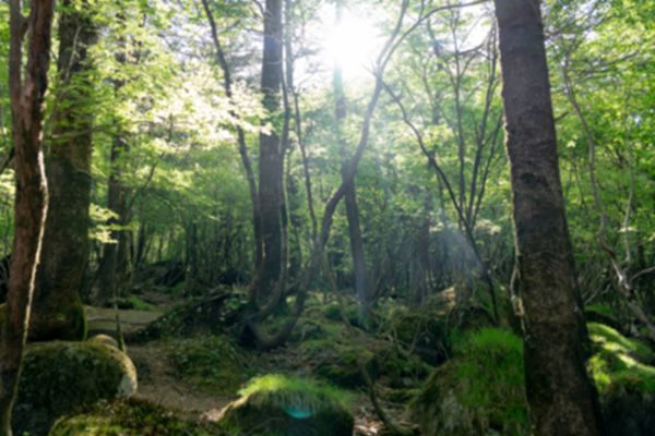 三重県の循環する森林