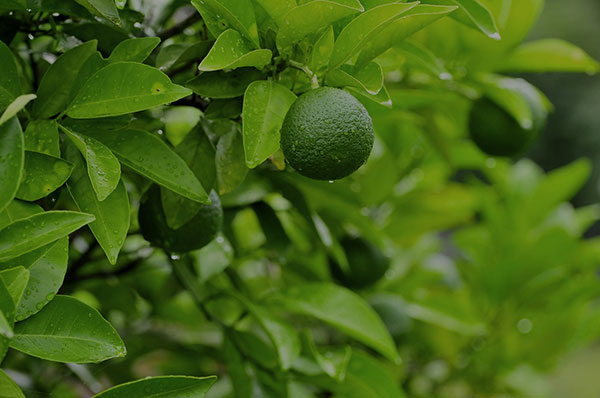 OSAJIのAoyu（青柚）シリーズに使われている青柚