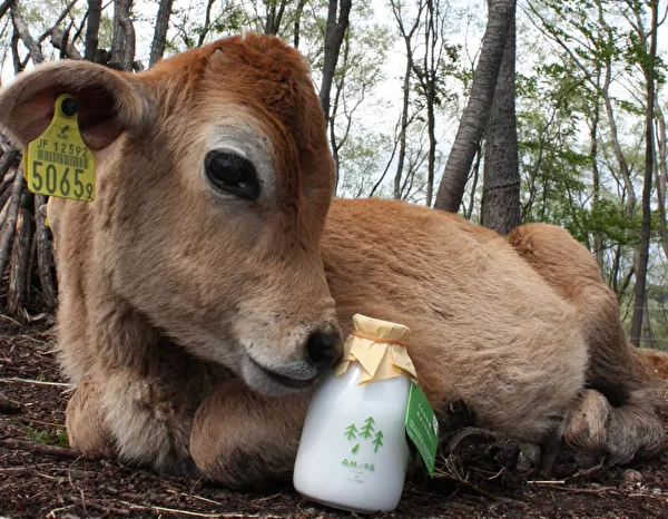 那須高原・GOOD NEWS内「里山ワルツ」の「森のタルト」に使われる森林ノ牧場のジャージー牛乳イメージ