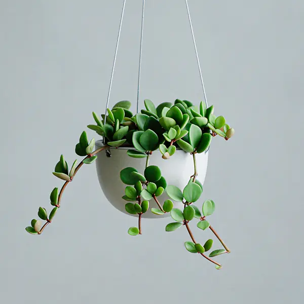 植物ブランド「MOLLIS（モリス）」の「ペペロミア ホープ 3号鉢」
