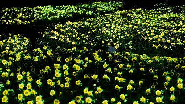大阪・長居植物園のオープンエアーナイトミュージアム「チームラボ ボタニカルガーデン 大阪」『生命は闇に浮かぶまたたく光 - ヒマワリ』