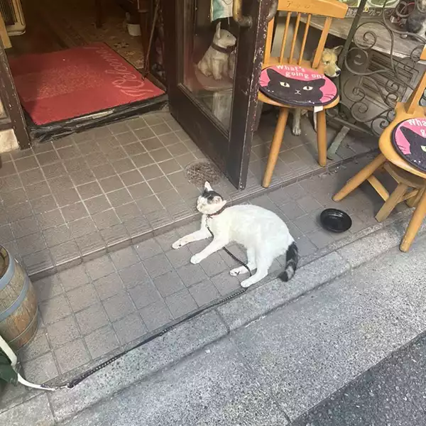 新宿にあるカフェ「アルル」の看板猫