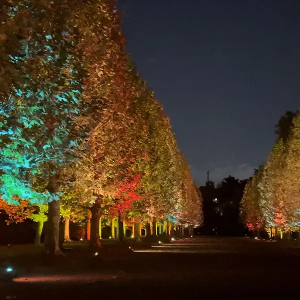 東京・新宿御苑で開催されている、「紅葉の新宿御苑2023」のプラタナス並木のライトアップ「秋風」