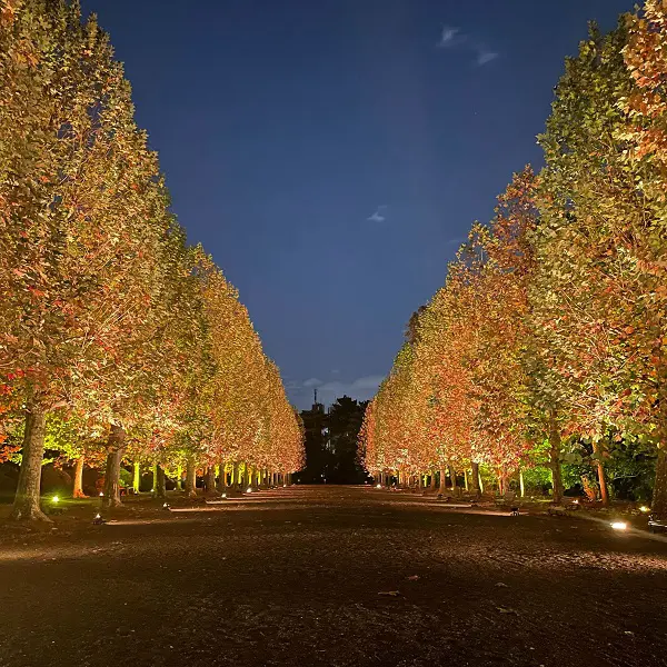 東京・新宿御苑で開催されている、「紅葉の新宿御苑2023」のプラタナス並木のライトアップ「秋風」