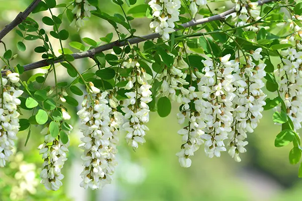 「ハンガリー産アカシアはちみつ」が採れる、ハンガリーの大平原で育ったアカシアの木に咲く、蝶のような形のかわいらしい白い花