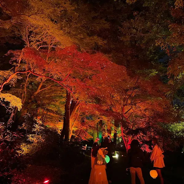 東京・新宿御苑で開催されている、「紅葉の新宿御苑2023」のモミジ山のライトアップ「彩モミジ」