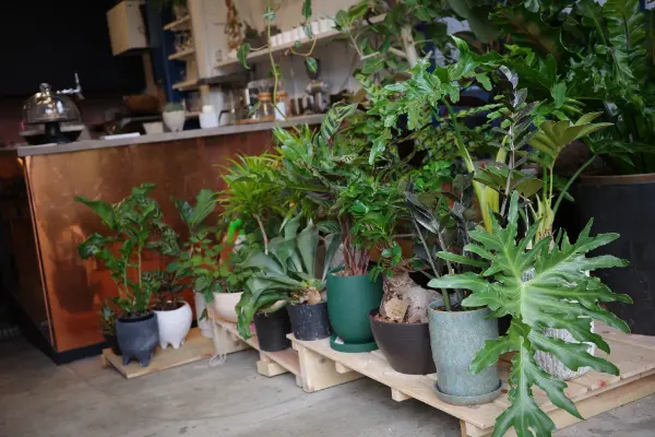 東京・清澄白河のボタニカルカフェ「le bois」の観葉植物が並ぶ店内