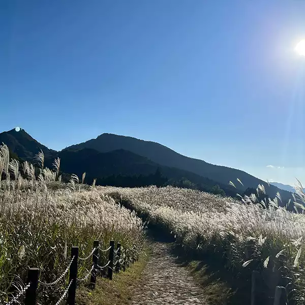 奈良県にある「曽爾高原」にあるすすきが美しい様子