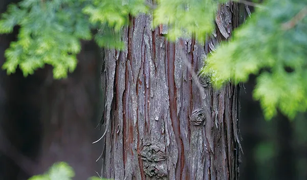 香る日本で使用してる檜の写真
