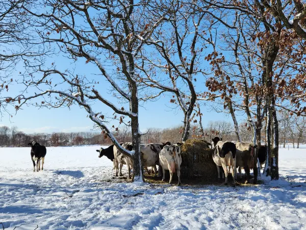 北海道発・冬限定スイーツブランド「SNOWS」の看板スイーツ「スノーサンド」に使われる放牧牛乳イメージ