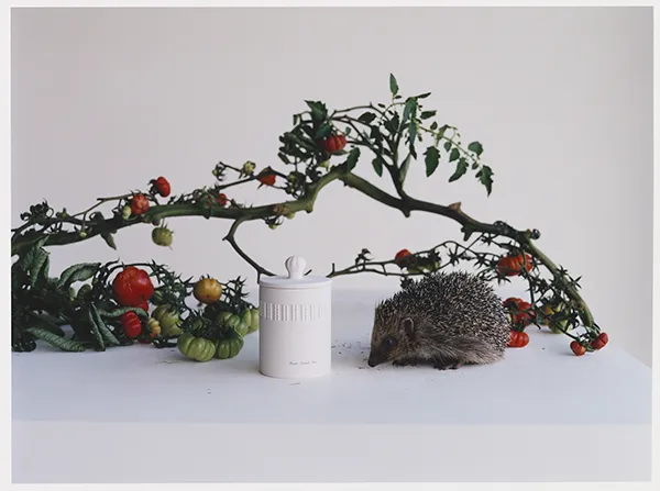 ジョーマローンロンドンの『タウンハウス コレクション』の「グリーン トマト バイン タウンハウス キャンドル」